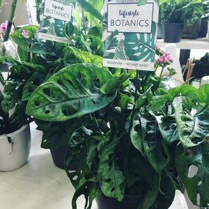 House plant trend, easy to care for plants and great pot selection
