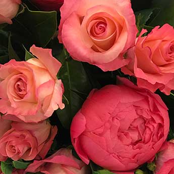 Paeony or Peonies