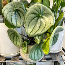 Peperomia Watermelon