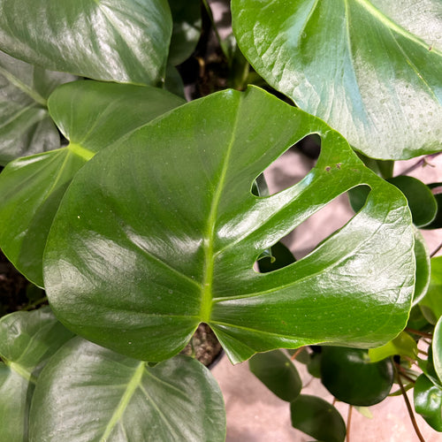 Monstera Deliciosa Plant (smaller plant)