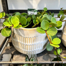 Peperomia Hope