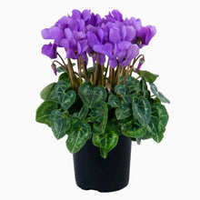 Just In! Cyclamen Dragon Blue