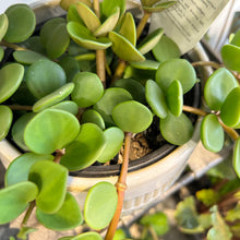 Peperomia Hope