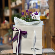 Just In! Cyclamen Dragon Blue
