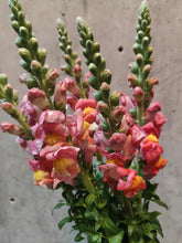 Spring Market Trio