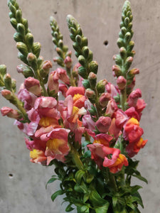 Spring Market Trio