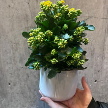 Kalanchoe and Ceramic Pot