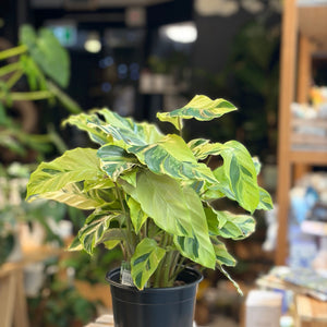 Calathea Yellow Fusion – Snickel Lane Florist