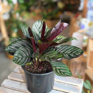 Calathea Pinstripe – Snickel Lane Florist