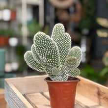 White Bunny Ear