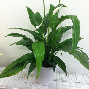 Peace Lily Plant