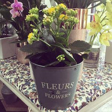 Kalanchoe and Ceramic Pot