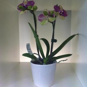 Mini Phalaenopsis Orchid - Moth Orchid