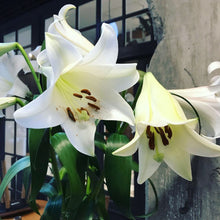 Christmas Lily Bouquet
