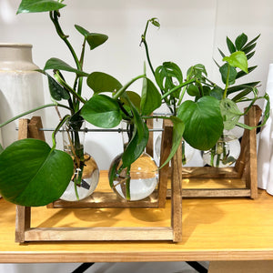 Glass & Wood Beaker Propagation Stand - with cuttings