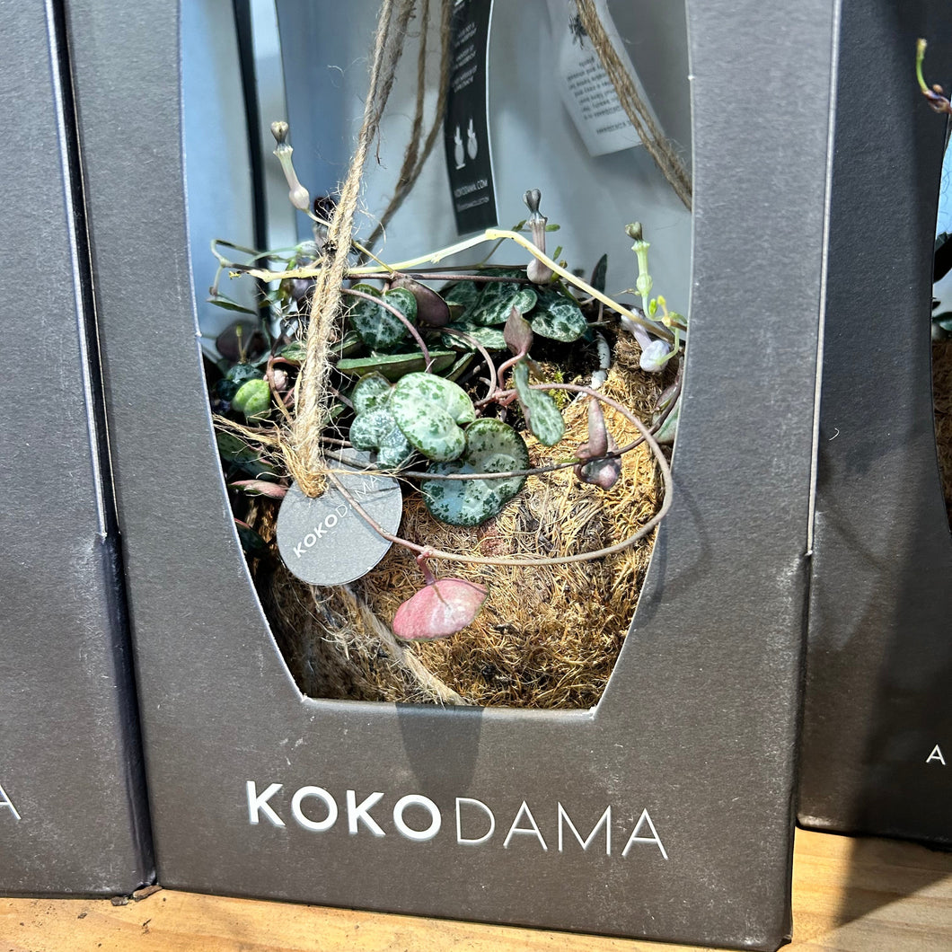 Kokodama & Chain of Hearts - Great Gift Idea