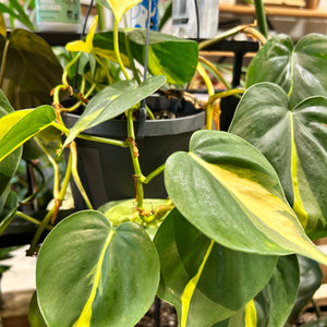 Philodendron Brasil - Hanging Plant