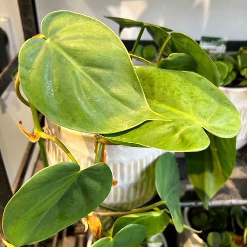 Heartleaf Philodendron Plant