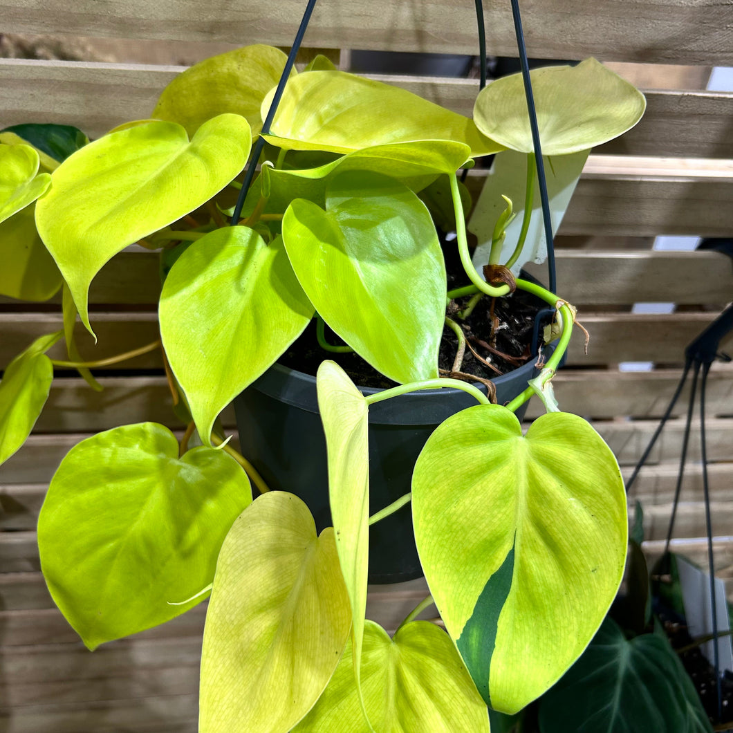 Philodendron Neon - Hanging Plant