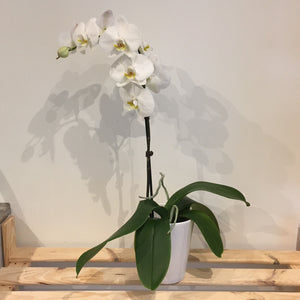 White Phalenopsis Orchid Plant & Pot