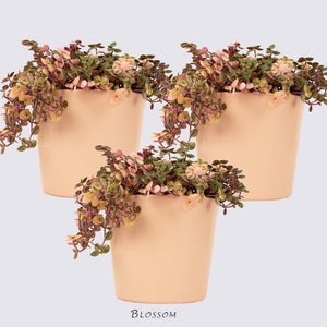Sweet Bubbles Plant