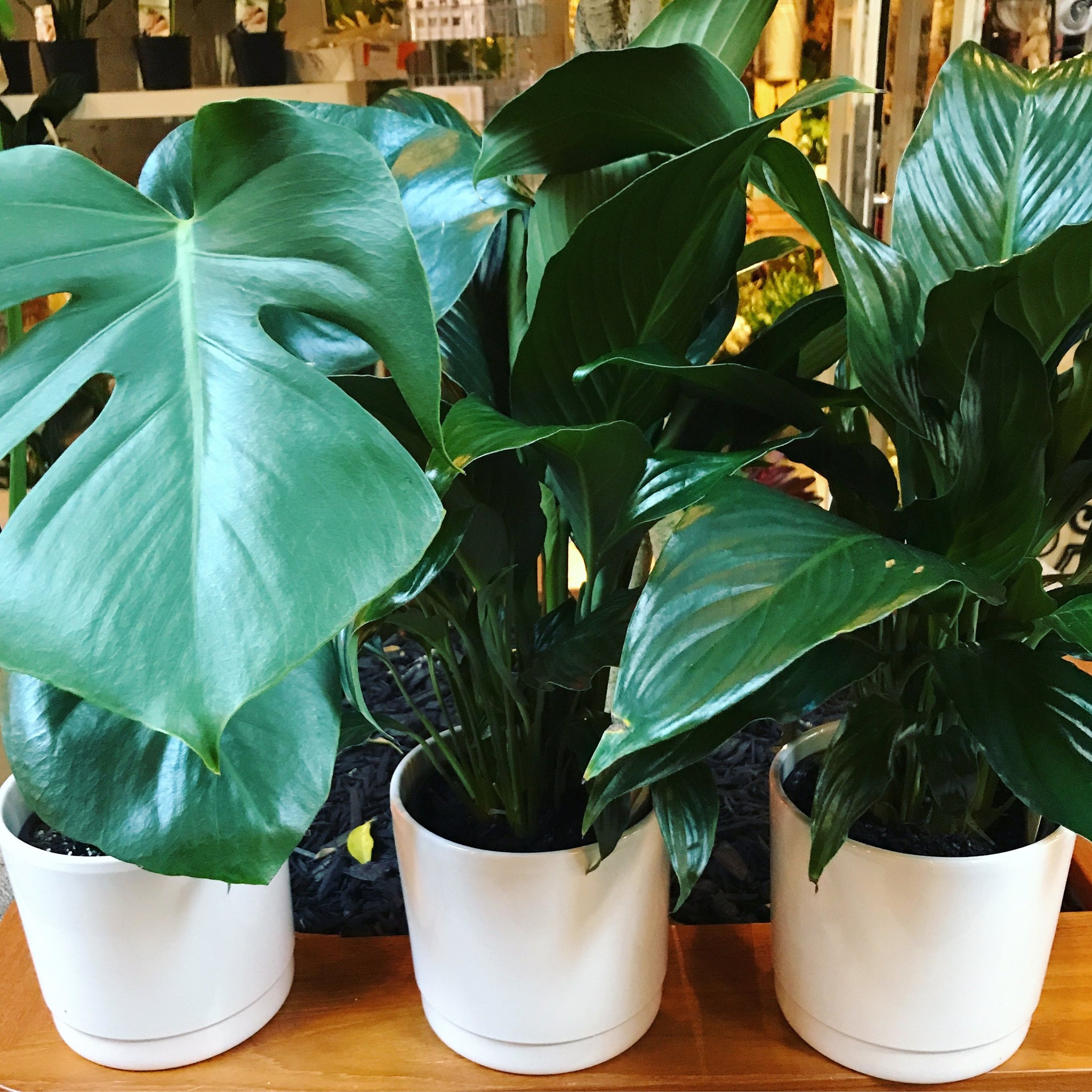 Monstera Deliciosa - a quick plant care guide — CONNIE AND LUNA