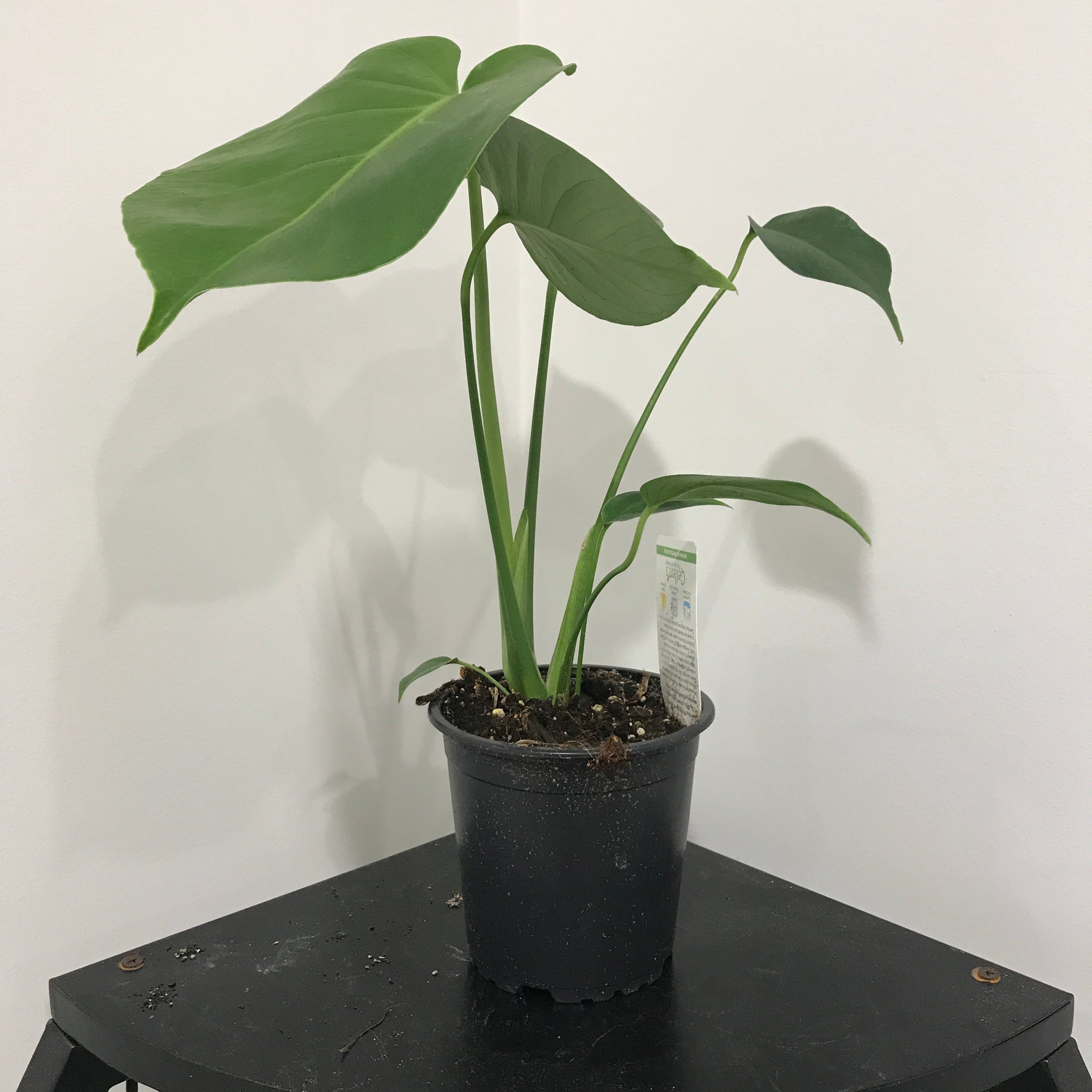 elephant ear plant monstera Monstera Deliciosa Plant (smaller plant) – Snickel Lane Florist
