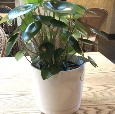 Peperomia Raindrop Plant