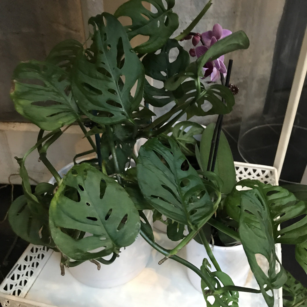 Monstera Swiss Cheese Vine & Ceramic Pot