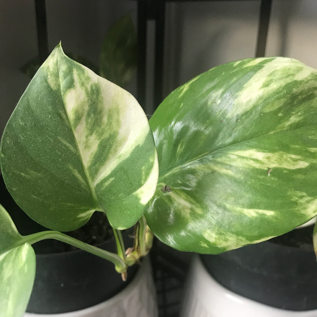 Marble Queen Pothos