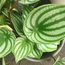 Peperomia Watermelon & Ceramic Pot